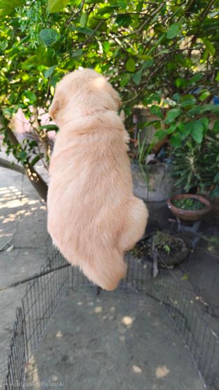 ลุกโกลเด้นโอเวอร์ไซส์ รูปที่ 5