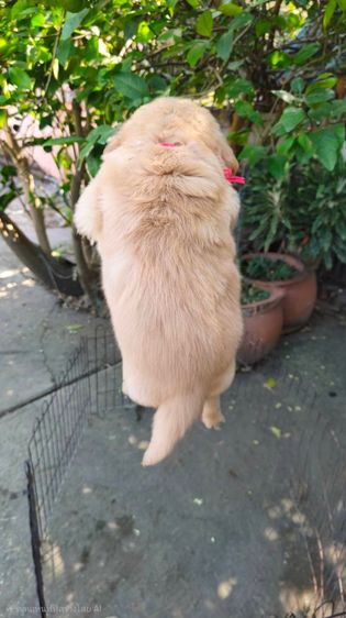 ลุกโกลเด้นโอเวอร์ไซส์ รูปที่ 6