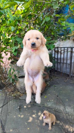 ลุกโกลเด้นโอเวอร์ไซส์ รูปที่ 4