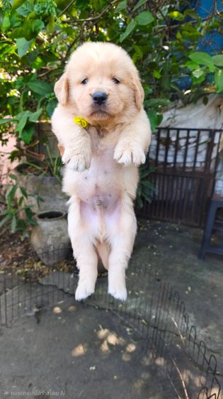 ลุกโกลเด้นโอเวอร์ไซส์