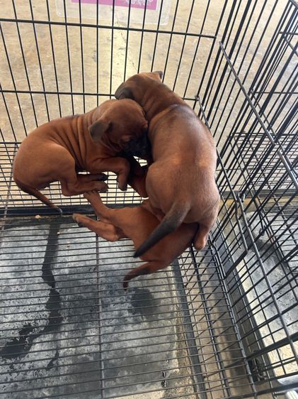 ลุกไทยหลังอาน