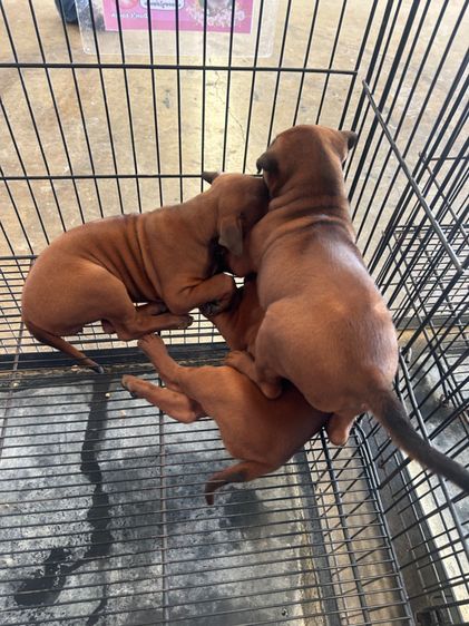 ลุกไทยหลังอาน รูปที่ 4