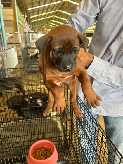 ลุกไทยหลังอาน รูปที่ 3