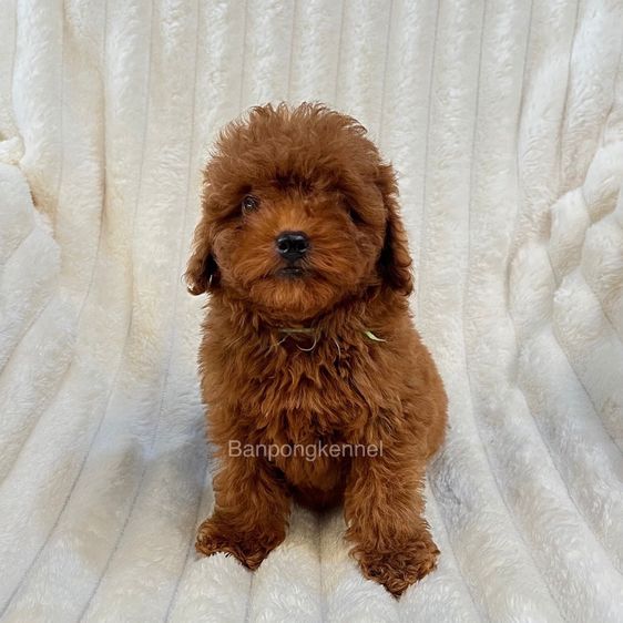 ลุกพุดเดิ้ลทอย ไทนีทอย รูปที่ 2