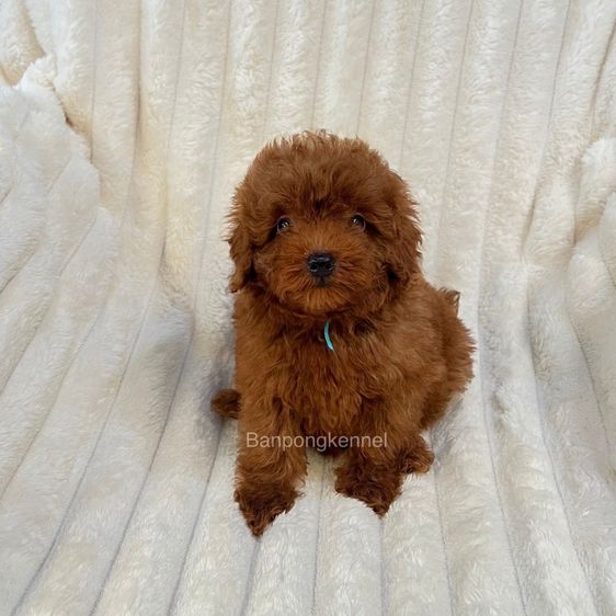 ลุกพุดเดิ้ลทอย ไทนีทอย รูปที่ 3