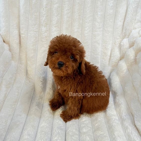 ลุกพุดเดิ้ลทอย ไทนีทอย