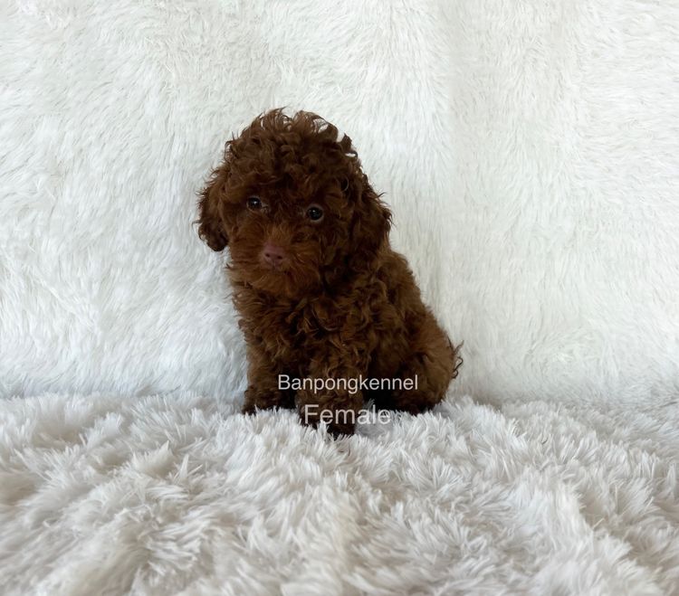 ลุกพุดเดิ้ลทอย ไทนีทอย รูปที่ 6