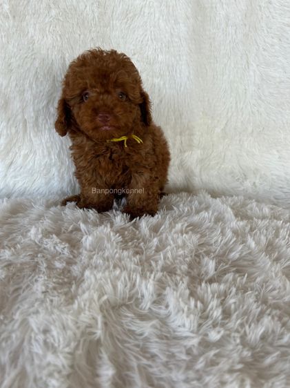 ลุกพุดเดิ้ลทอย ไทนีทอย รูปที่ 5