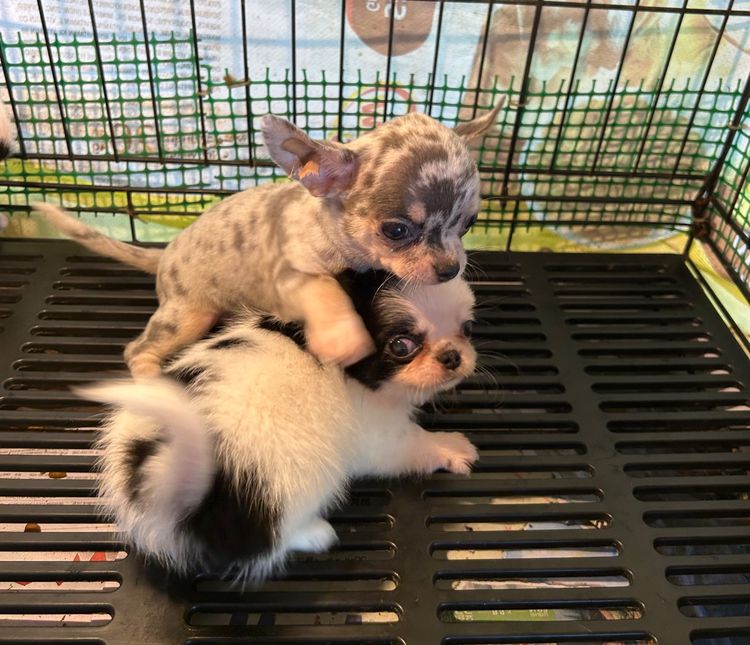 ลุกชิวาวาขนยาว รูปที่ 6