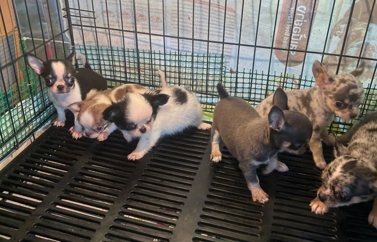 ลุกชิวาวาขนยาว รูปที่ 3