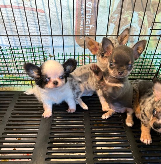 ลุกชิวาวาขนยาว รูปที่ 11