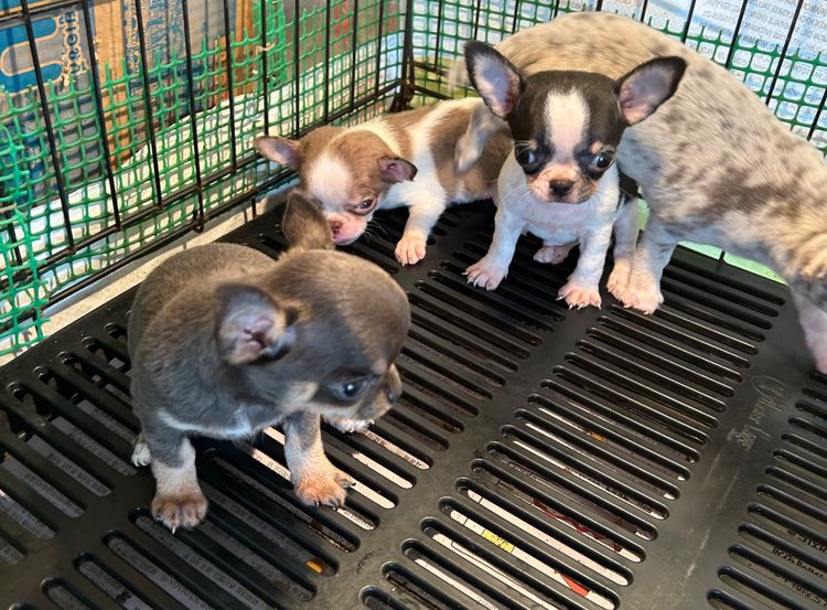 ลุกชิวาวาขนยาว รูปที่ 4