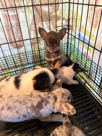 ลุกชิวาวาขนยาว รูปที่ 9