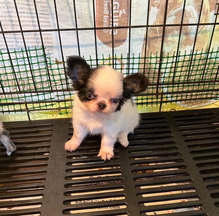 ลุกชิวาวาขนยาว รูปที่ 10