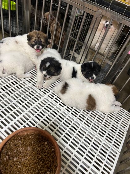 ลุกบางแก้ว