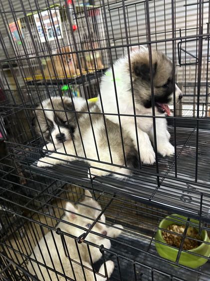 ลุกบางแก้ว รูปที่ 2