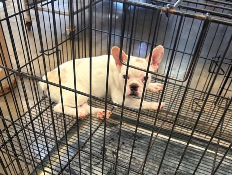 เฟร้นชบลูด็อก4-5เดือนเมีย รูปที่ 5