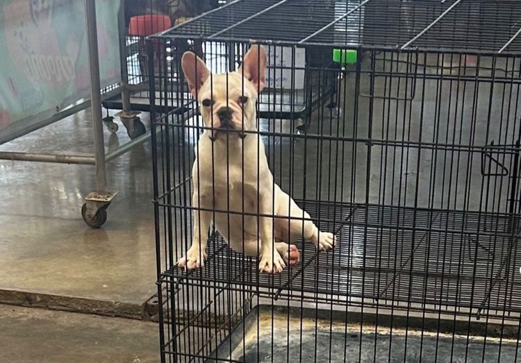 เฟร้นชบลูด็อก4-5เดือนเมีย รูปที่ 4