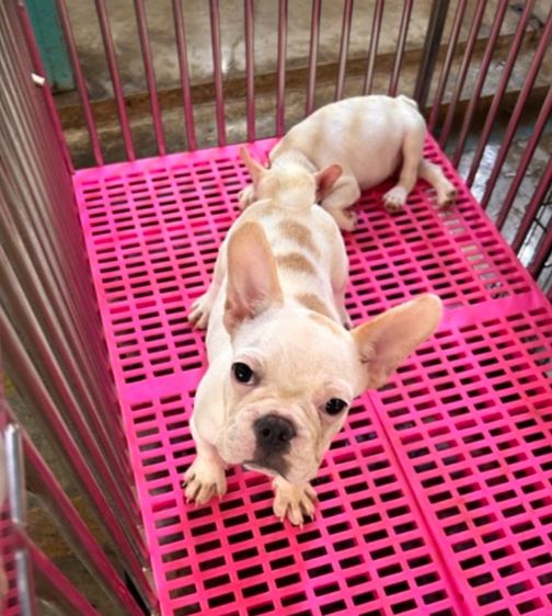 เฟร้นชบลูด็อก4-5เดือนเมีย