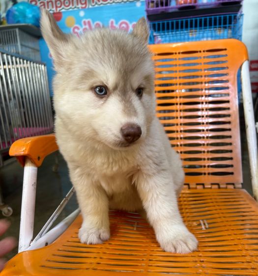 ไซบีเรียน รูปที่ 2