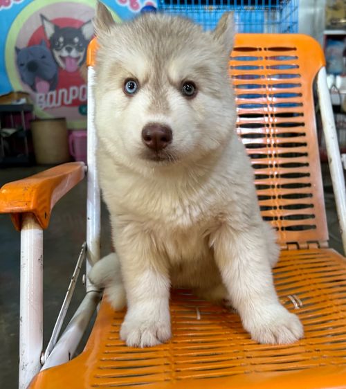 ไซบีเรียน