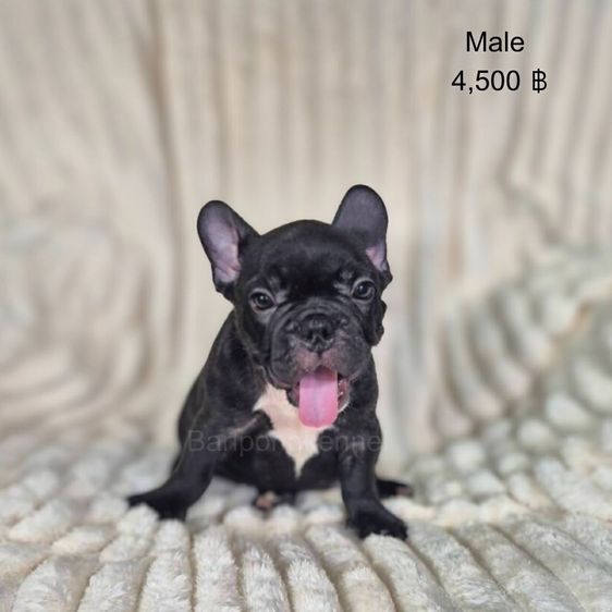 ลุกเฟร้นช์บลูด็อก รูปที่ 3