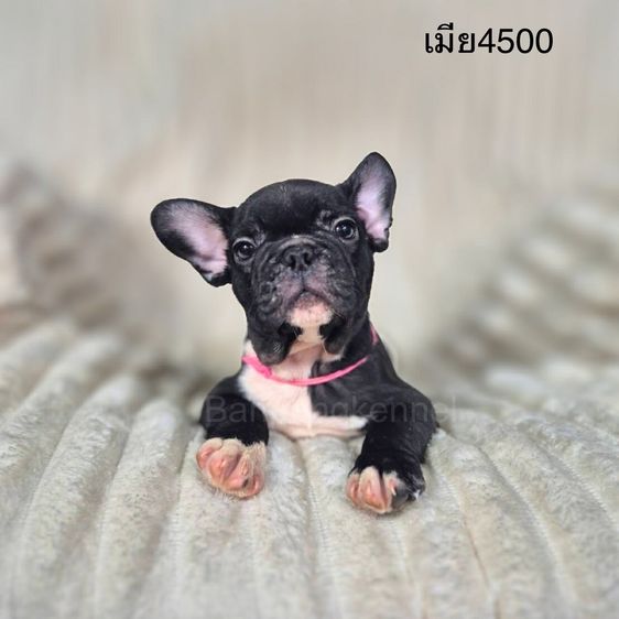 ลุกเฟร้นช์บลูด็อก รูปที่ 4