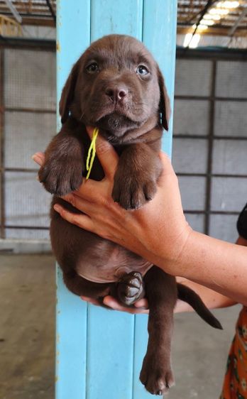 ลุกลาบราดอร์