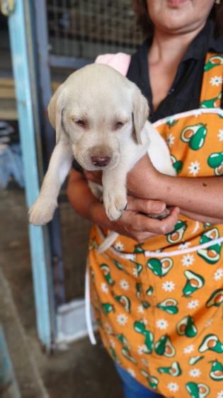 ลุกลาบราดอร์ รูปที่ 6