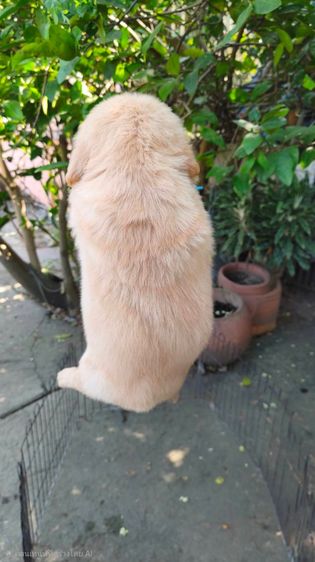 ลุกโกลเด้นโอเวอร์ รูปที่ 6