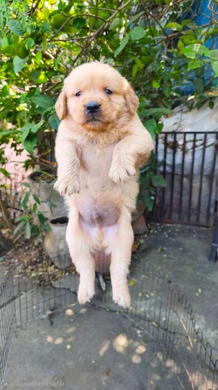 ลุกโกลเด้นโอเวอร์ รูปที่ 5