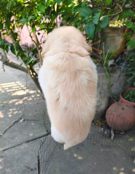 ลุกโกลเด้นโอเวอร์ รูปที่ 4