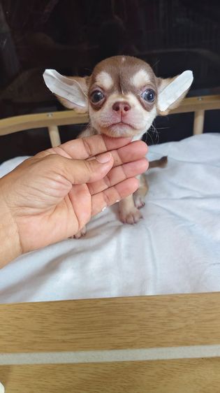 ลุกชิวาวาขนสั้นและยาว รูปที่ 2