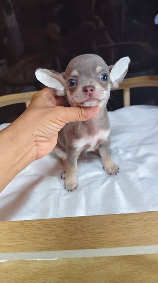 ลุกชิวาวาขนสั้นและยาว