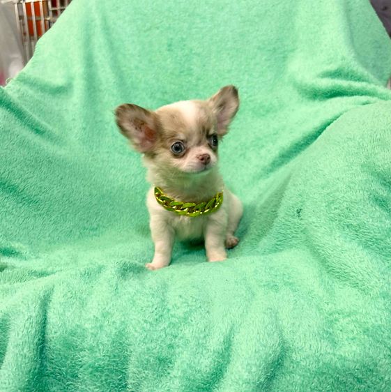 ลุกชิวาวาขนสั้นและยาว รูปที่ 7