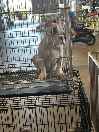 บลูลี่ รูปที่ 3