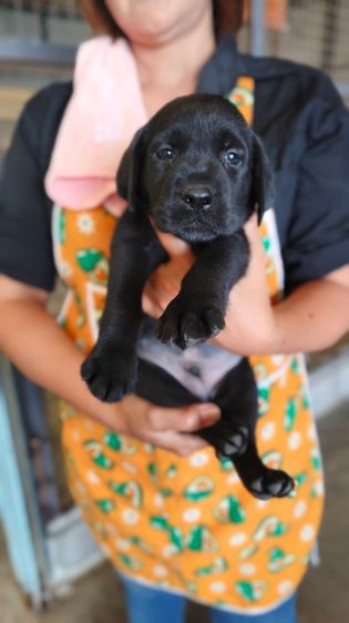 ลูกลาบราดอร์ รูปที่ 8