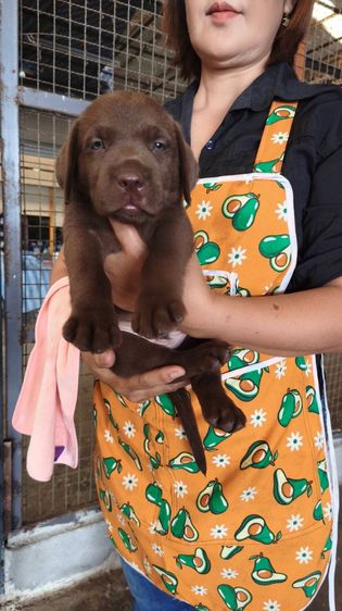 ลูกลาบราดอร์ รูปที่ 3