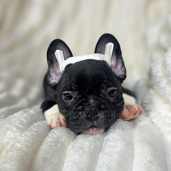 ลูกเฟร้นชบลูด็อก รูปที่ 4