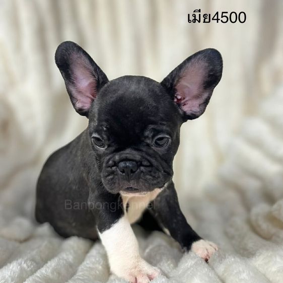 เฟรนช์ บูลด็อก (French Bulldog) กลาง ลูกเฟร้นชบลูด็อก
