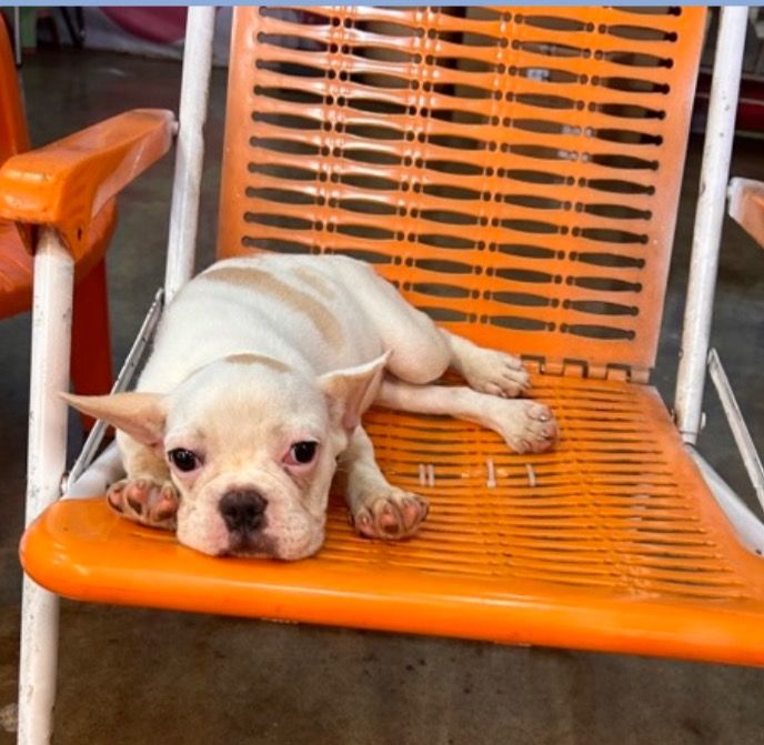 ลุกเฟร้นช์บลูด็อก4เดือนกว่าเมีย รูปที่ 3