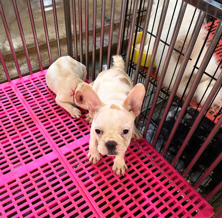 ลุกเฟร้นช์บลูด็อก4เดือนกว่าเมีย รูปที่ 2