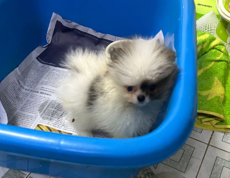 ลูกปอมเมอเรเนียนหมีๆ รูปที่ 3