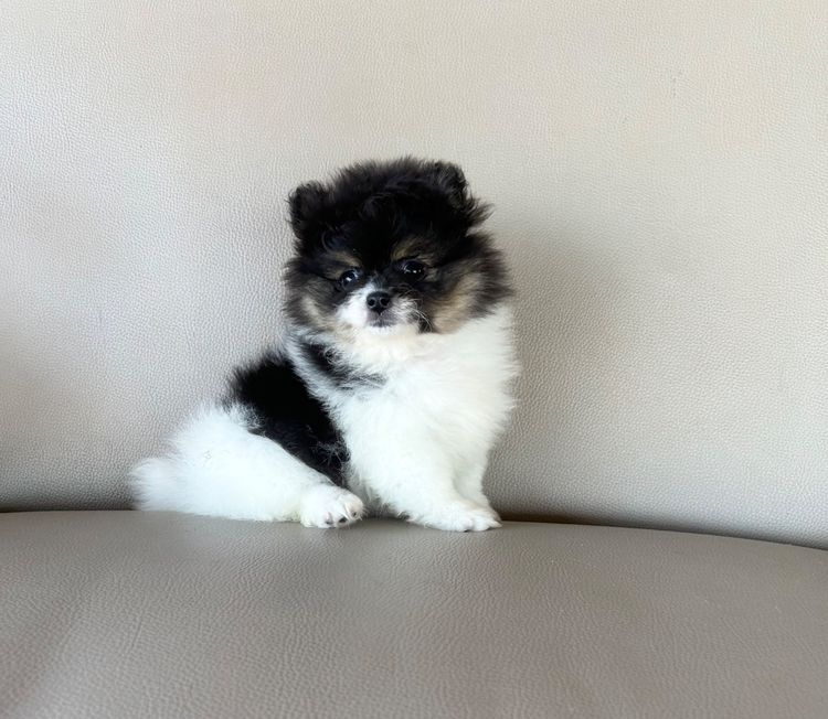 ลูกปอมเมอเรเนียนหมีๆ รูปที่ 8