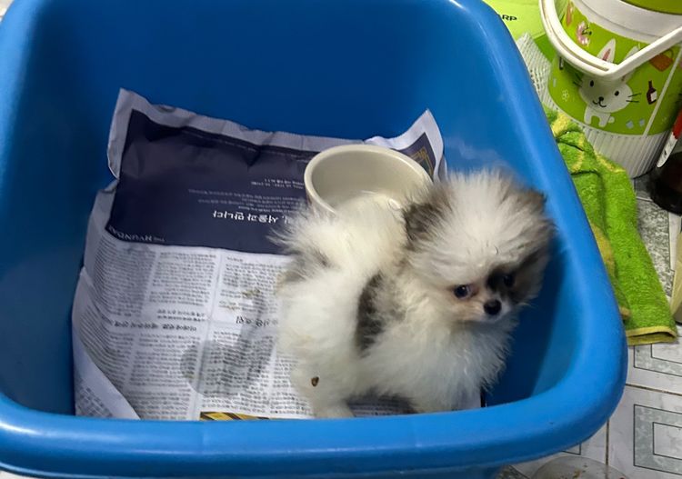 ลูกปอมเมอเรเนียนหมีๆ รูปที่ 4