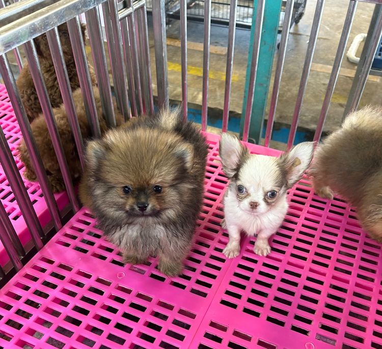 ลูกปอมเมอเรเนียนหมีๆ รูปที่ 10