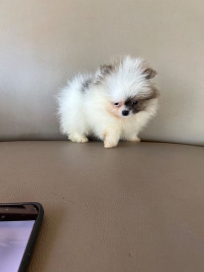 ลูกปอมเมอเรเนียนหมีๆ รูปที่ 7