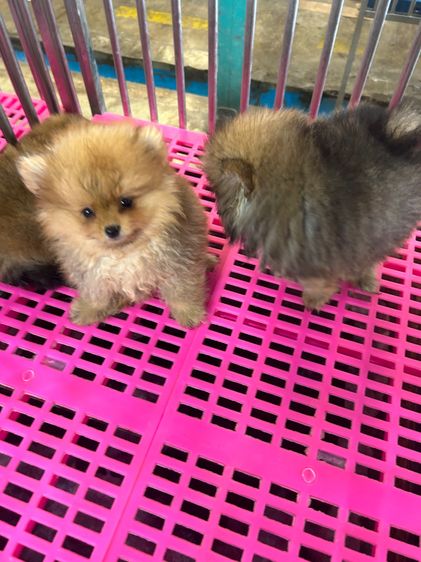 ลูกปอมเมอเรเนียนหมีๆ รูปที่ 11