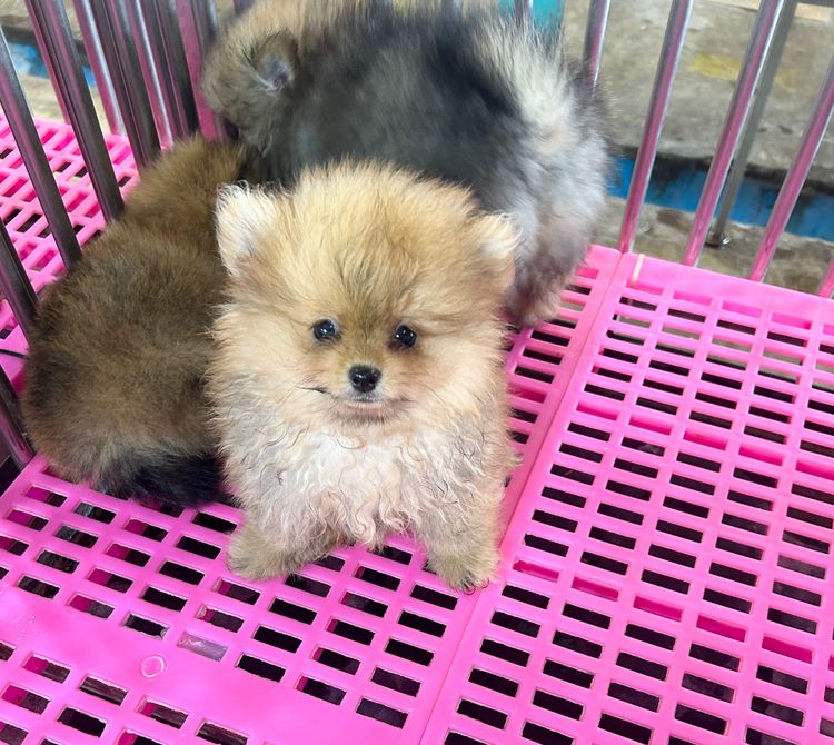 ลูกปอมเมอเรเนียนหมีๆ รูปที่ 12