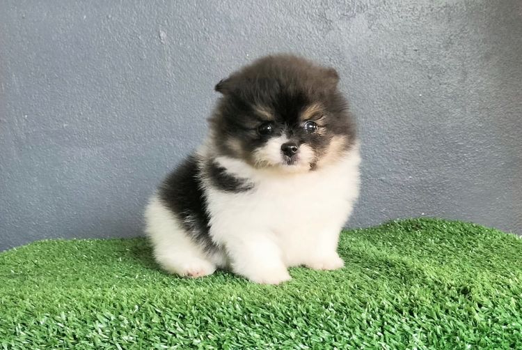 ลูกปอมเมอเรเนียนหมีๆ